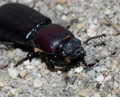 Pharochilus rugiceps