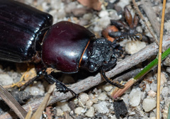 Pharochilus rugiceps