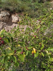 Malus baccata