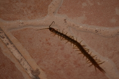 Scolopendra cingulata