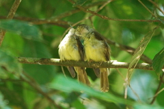 Tricholestes criniger