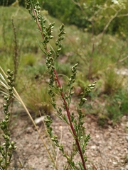 Artemisia