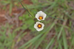 Sida linifolia