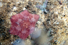 Meridiastra medius