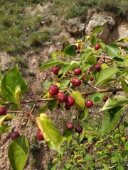 Malus baccata