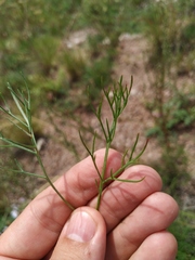 Artemisia