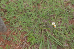 Sida linifolia