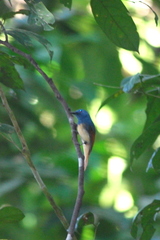 Rufous-Winged Philentoma photo 4