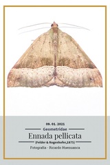Ennada pellicata