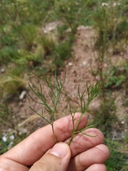Artemisia