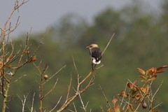 Acridotheres leucocephalus