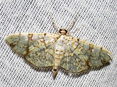 Haritalodes