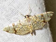Haritalodes
