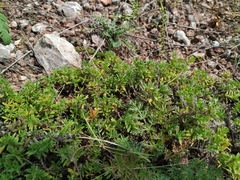 Thymus