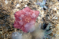 Meridiastra medius