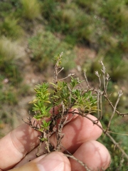 Thymus