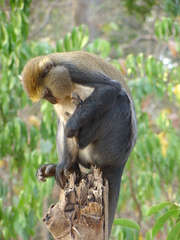 Cercopithecus mona