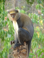 Cercopithecus mona