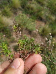 Thymus