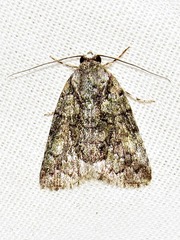 Blenina squamifera