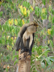 Cercopithecus mona
