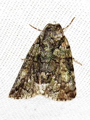 Blenina squamifera