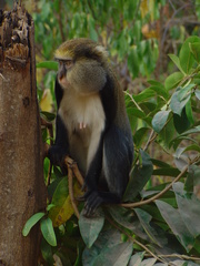 Cercopithecus mona