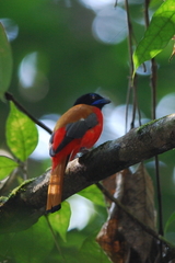 Harpactes duvaucelii