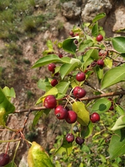 Malus baccata