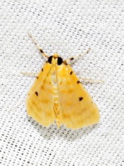 Notarcha quaternalis