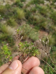 Thymus