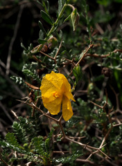 Fumana arabica