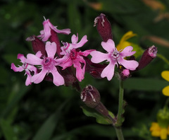Silene aegyptiaca