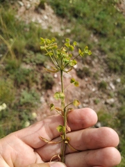 Esula