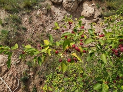 Malus baccata