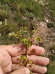 Esula