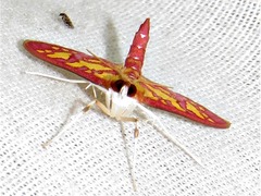 Stenochora lancinalis