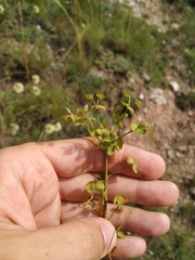 Esula