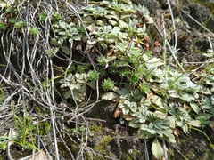 Androsace incana