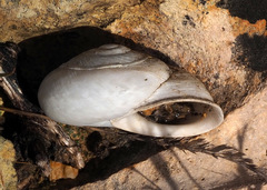 Levantina spiriplana