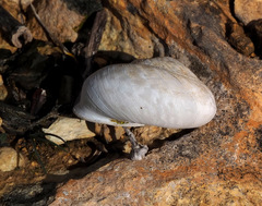 Levantina spiriplana