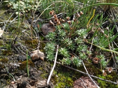 Androsace incana