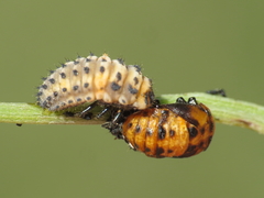 Hippodamia variegata