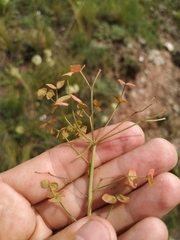 Esula