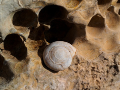 Levantina spiriplana