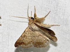 Ericeia sobria