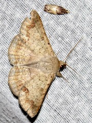 Ericeia sobria