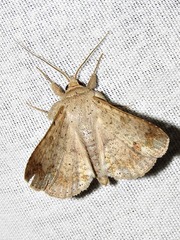 Ericeia sobria