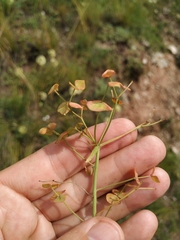 Esula