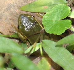 Ranoidea nudidigita